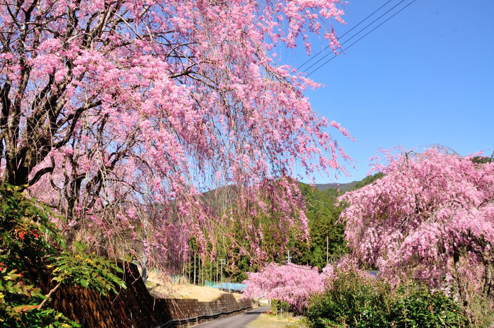 f:id:hikojima:20190410124326j:plain