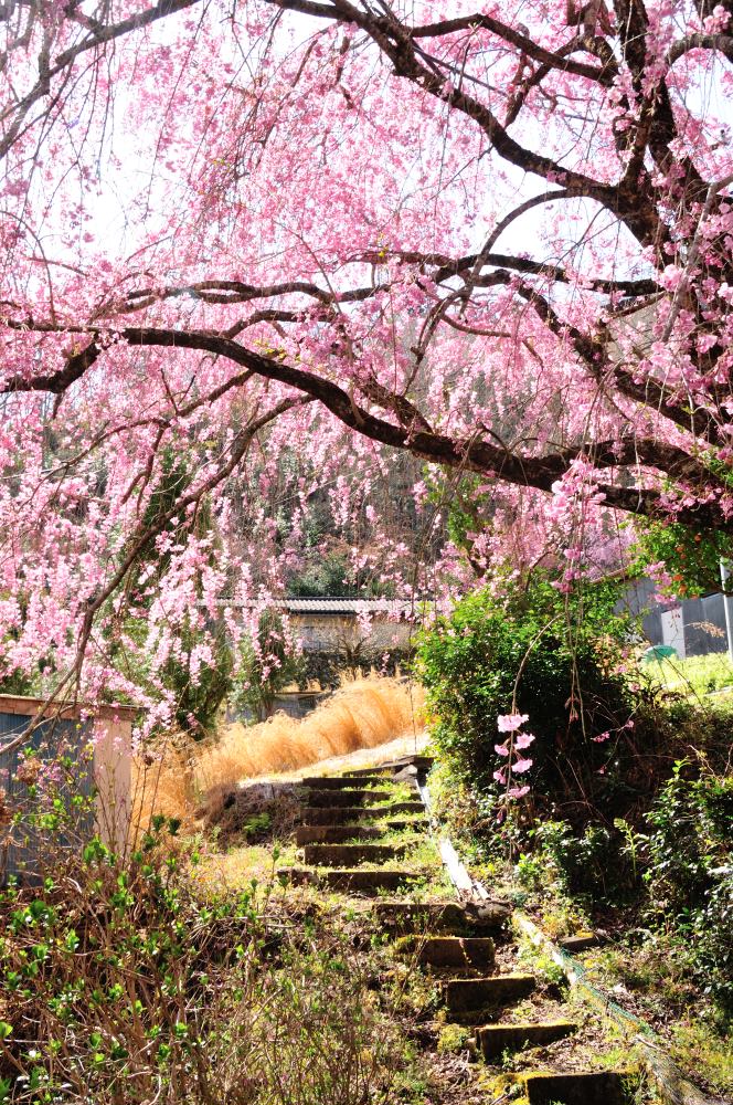 f:id:hikojima:20190410124350j:plain