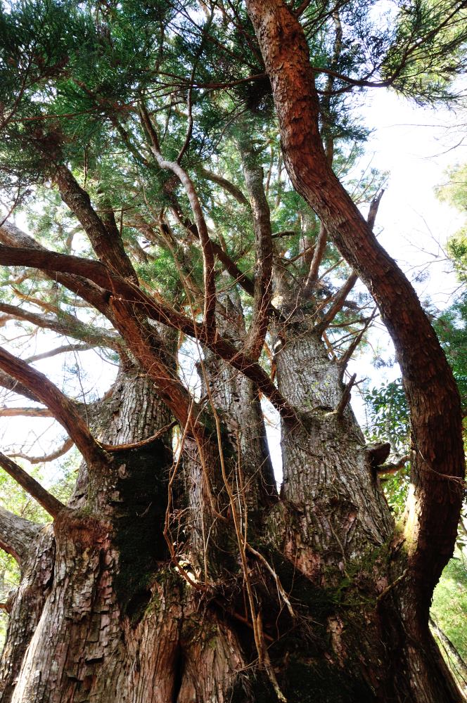 f:id:hikojima:20190410125145j:plain