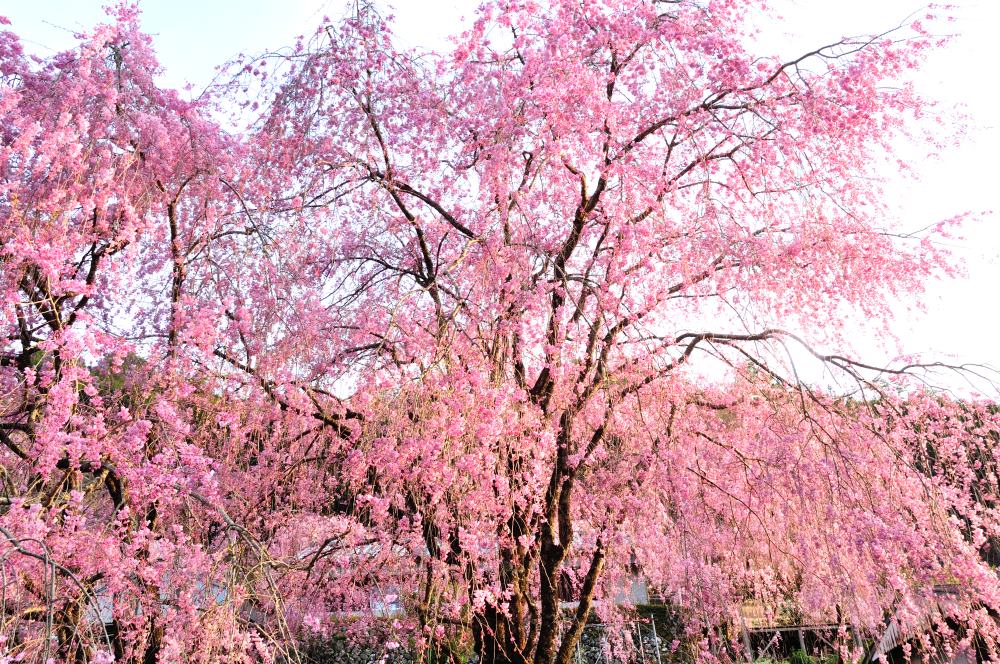 f:id:hikojima:20190410142934j:plain