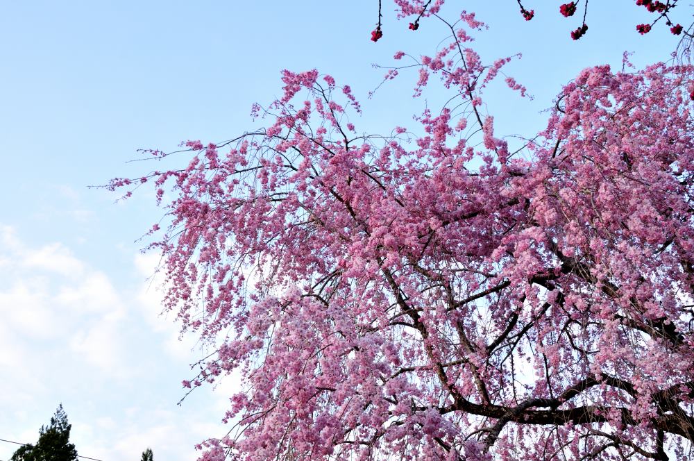 f:id:hikojima:20190410144352j:plain