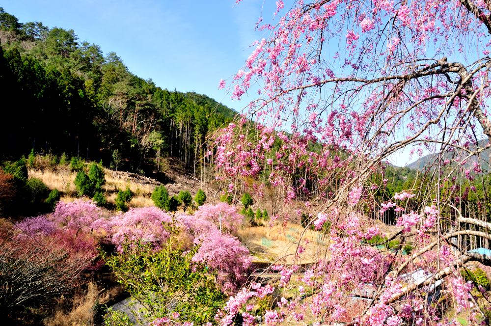 f:id:hikojima:20190410144425j:plain