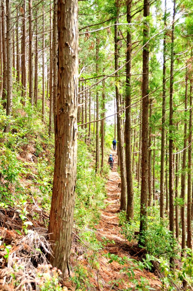 f:id:hikojima:20190429122150j:plain