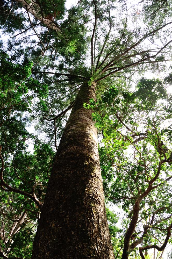 f:id:hikojima:20190429144006j:plain