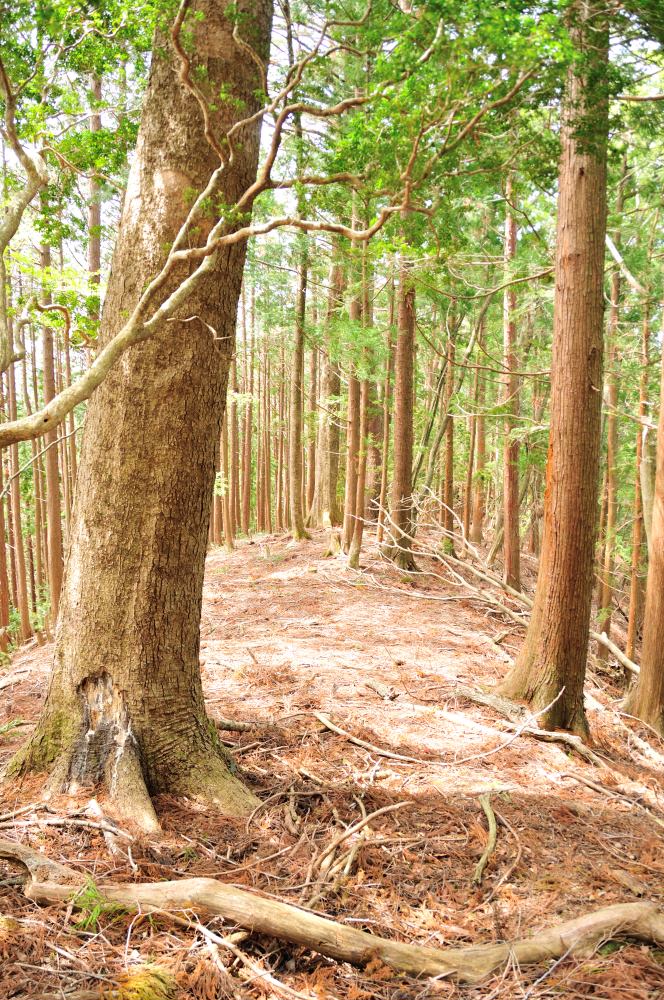 f:id:hikojima:20190429144010j:plain