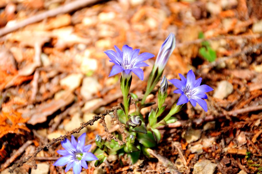 f:id:hikojima:20190429144016j:plain