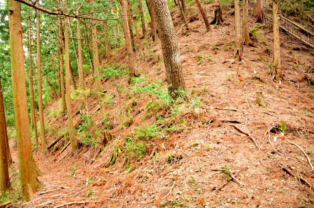 f:id:hikojima:20190429144027j:plain