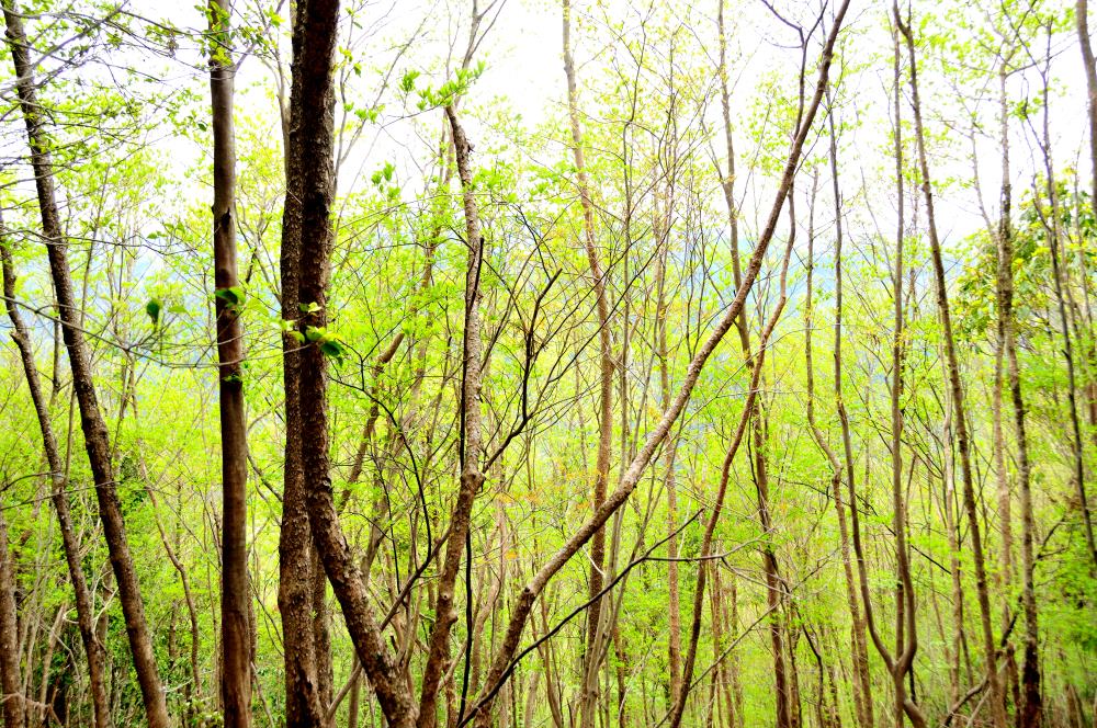 f:id:hikojima:20190429144034j:plain