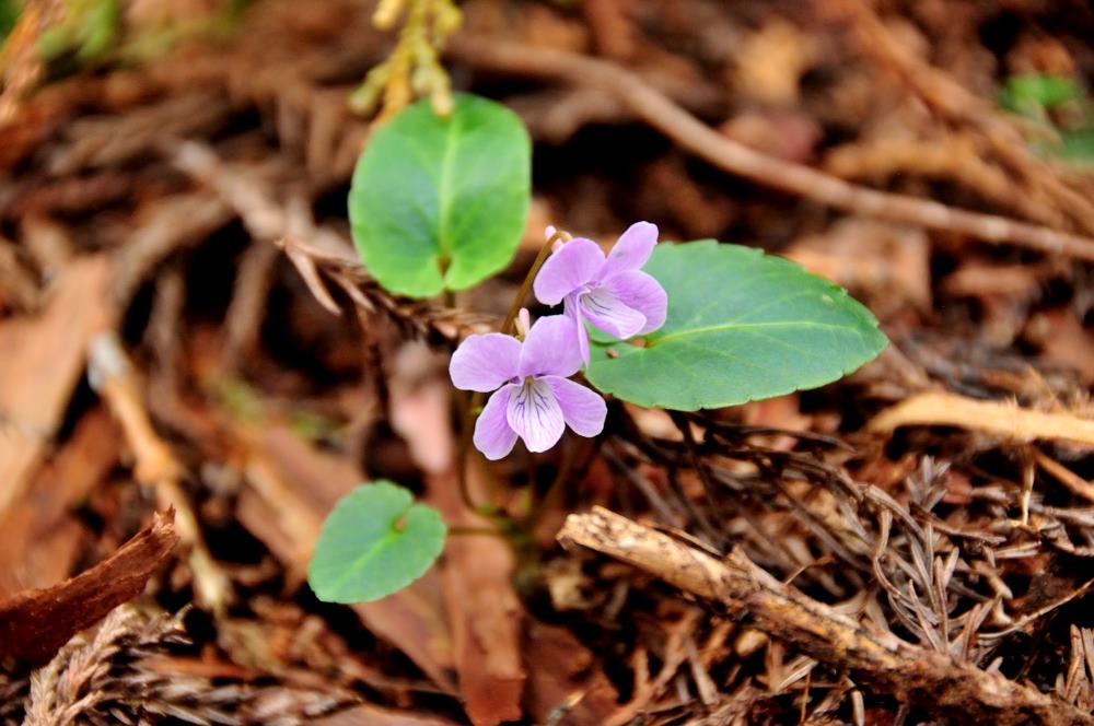 f:id:hikojima:20190429144037j:plain