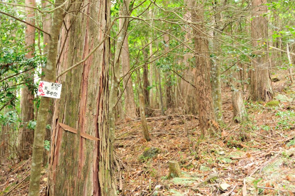 f:id:hikojima:20190429144045j:plain