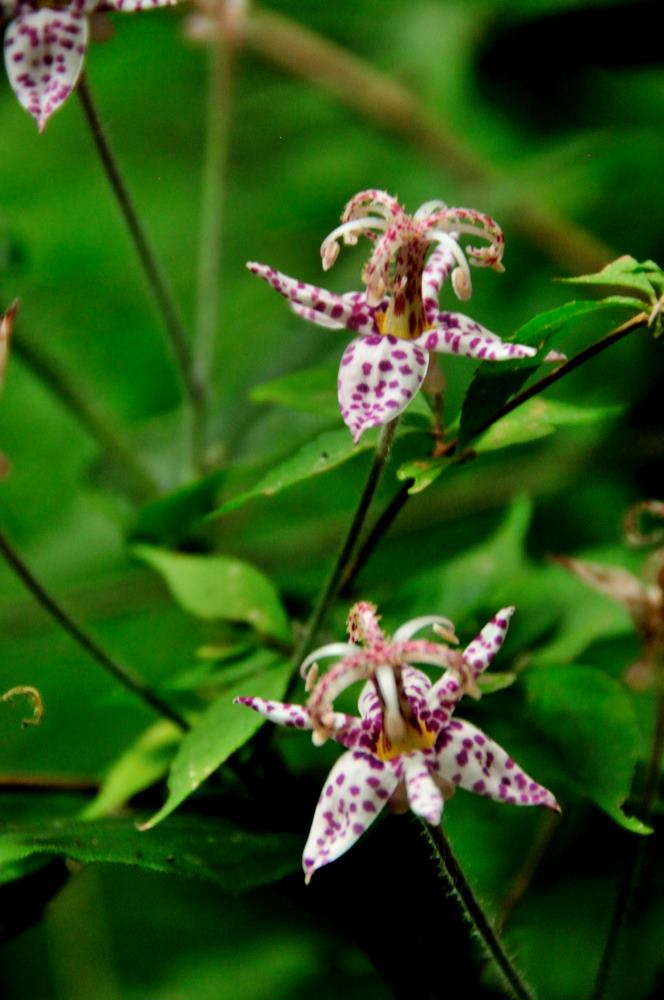 f:id:hikojima:20190930181418j:plain f:id:hikojima:20190930181418j:plain