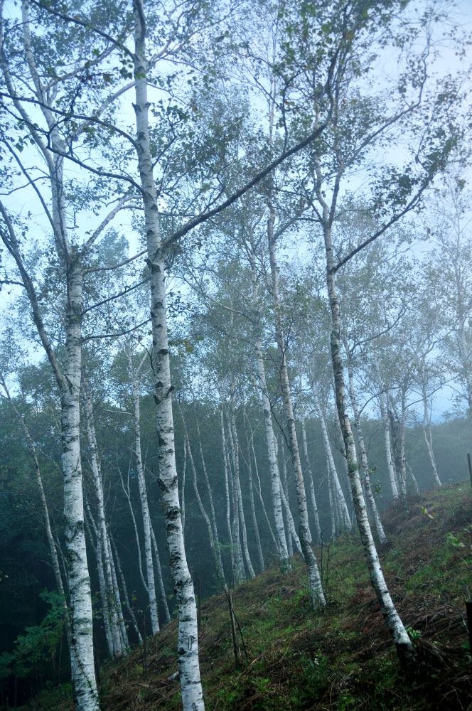 f:id:hikojima:20191010185637j:plain