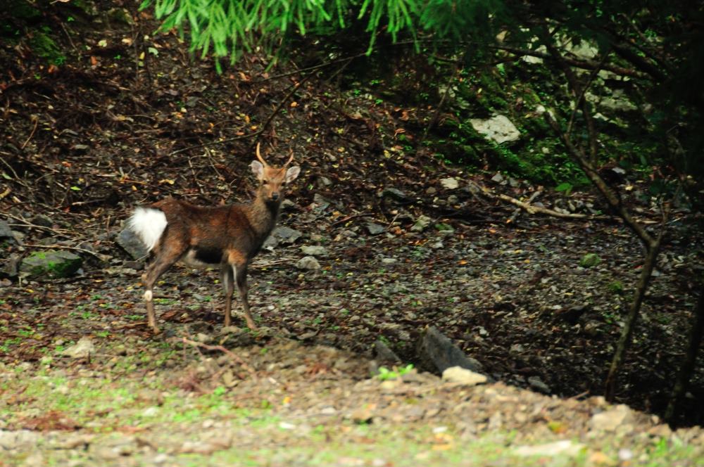 f:id:hikojima:20191010185741j:plain