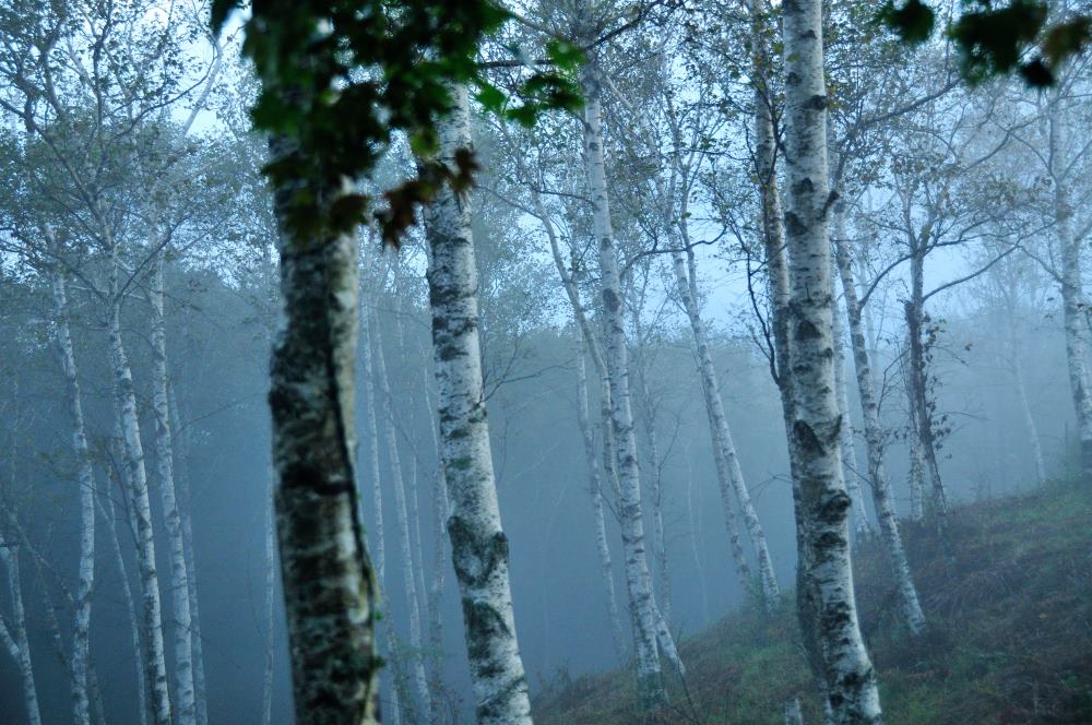 f:id:hikojima:20191010191038j:plain