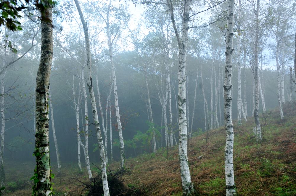 f:id:hikojima:20191010191045j:plain