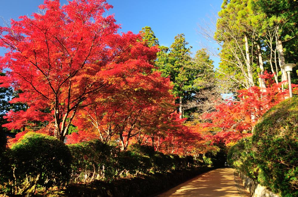 f:id:hikojima:20191113110923j:plain