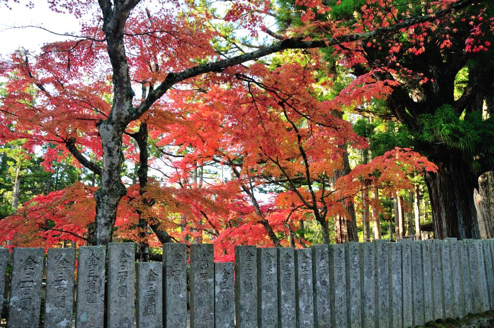 f:id:hikojima:20191113110926j:plain