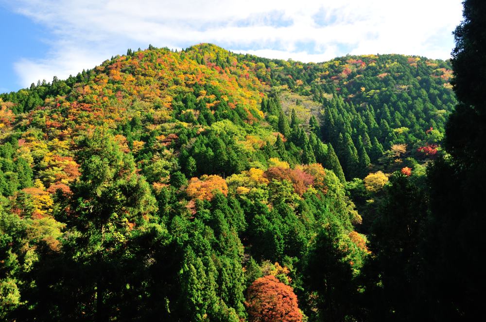 f:id:hikojima:20191113110959j:plain