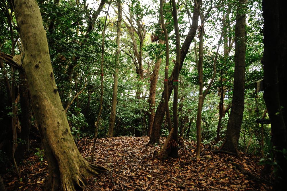 f:id:hikojima:20191220105220j:plain