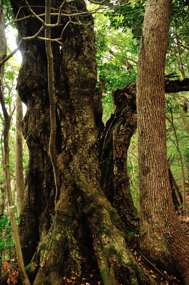 f:id:hikojima:20191220105226j:plain