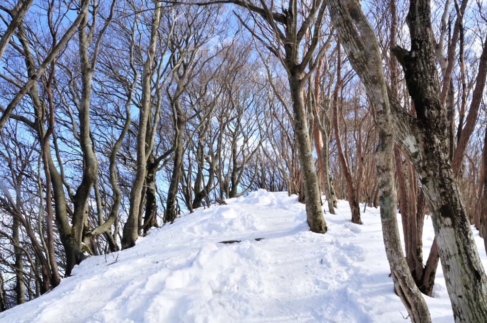 f:id:hikojima:20200123143135j:plain