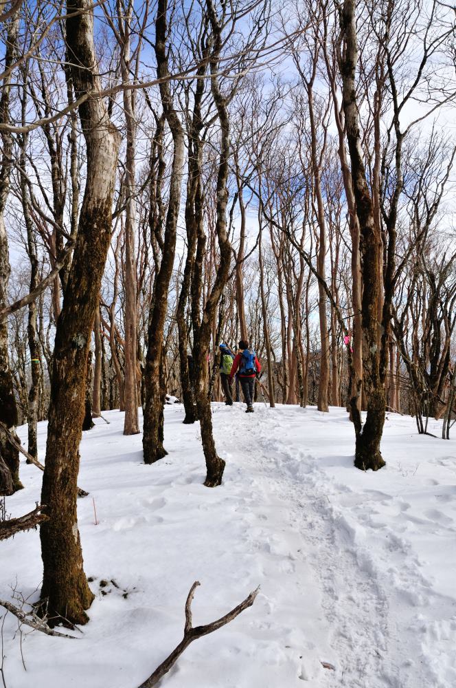 f:id:hikojima:20200123143147j:plain