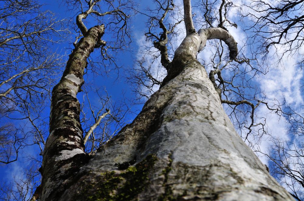 f:id:hikojima:20200123143157j:plain