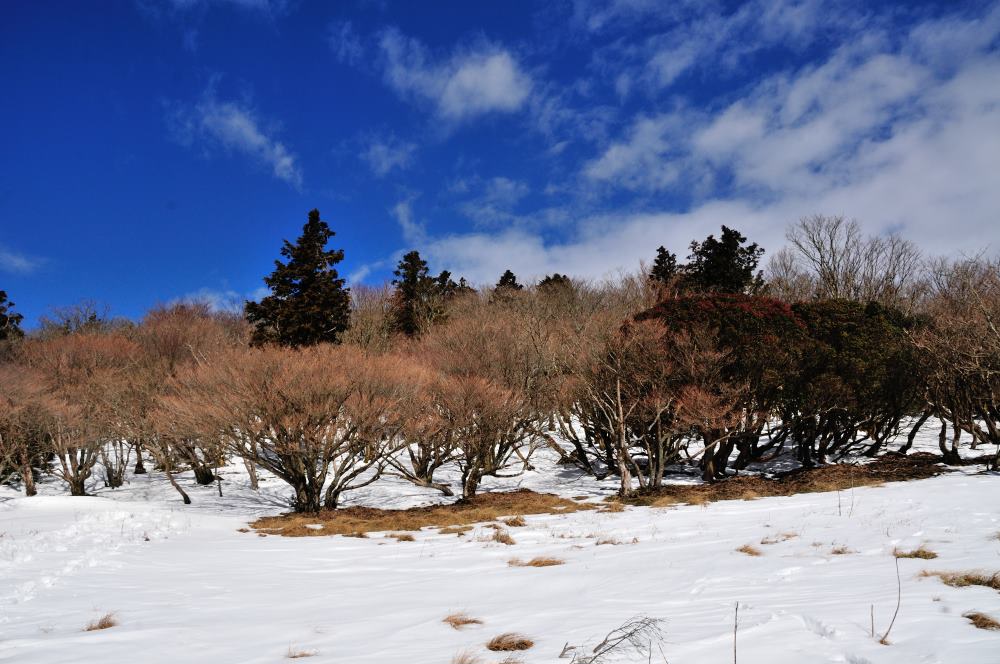 f:id:hikojima:20200123143223j:plain