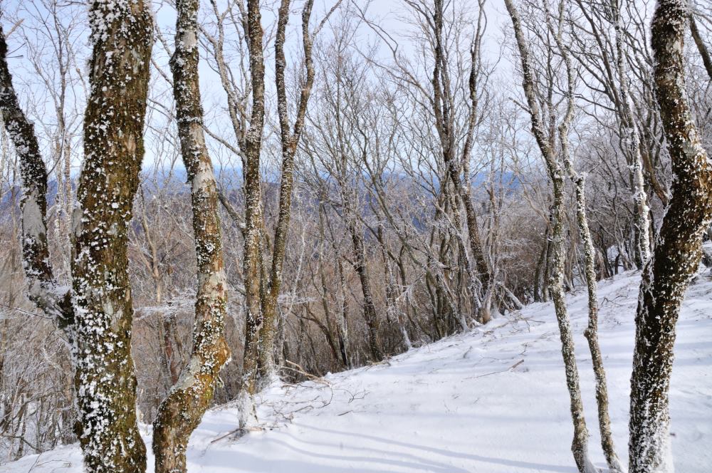 f:id:hikojima:20200208095957j:plain