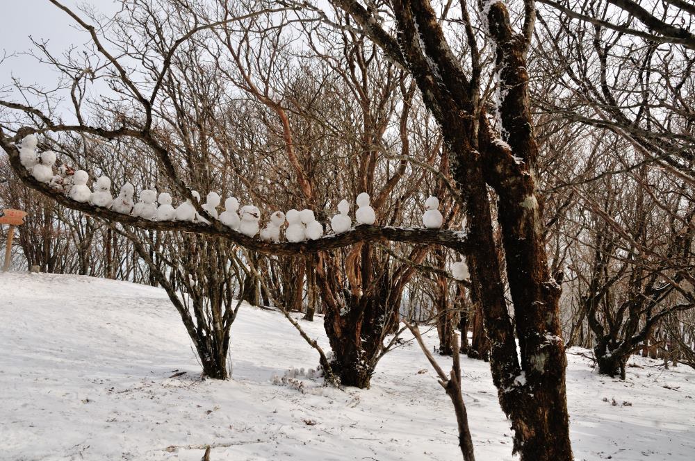 f:id:hikojima:20200208100125j:plain