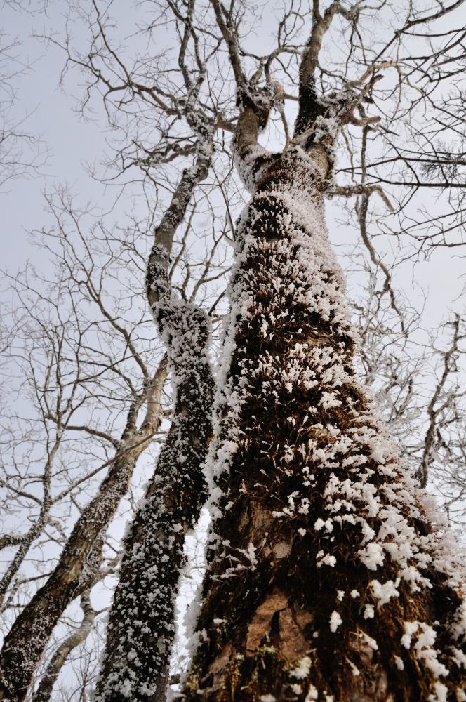 f:id:hikojima:20200208100131j:plain