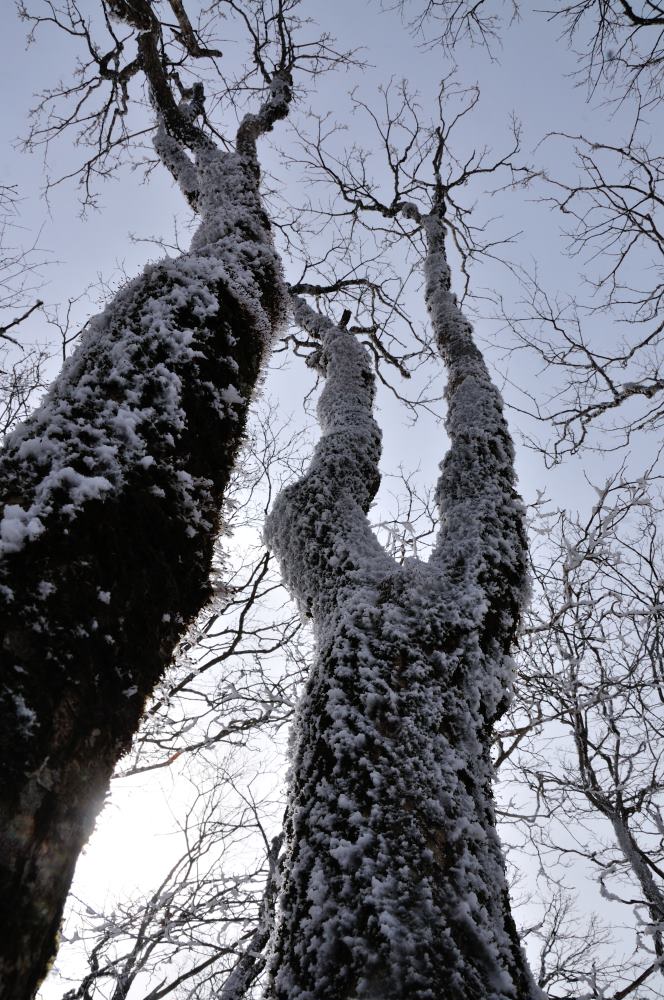 f:id:hikojima:20200208100135j:plain