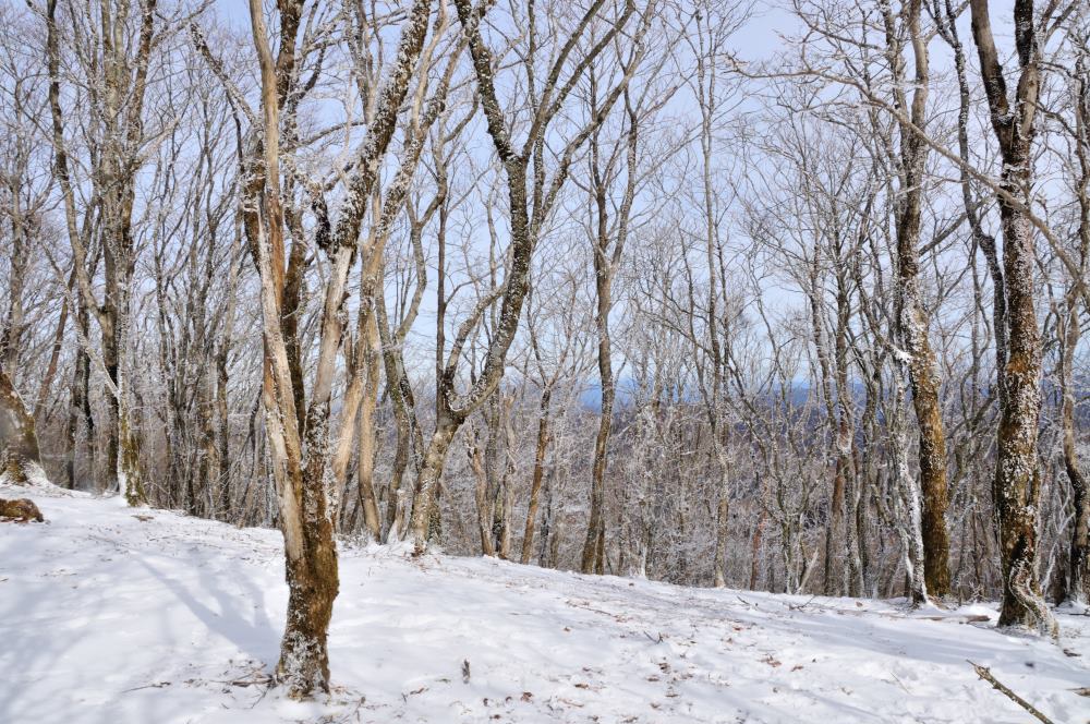 f:id:hikojima:20200208100139j:plain