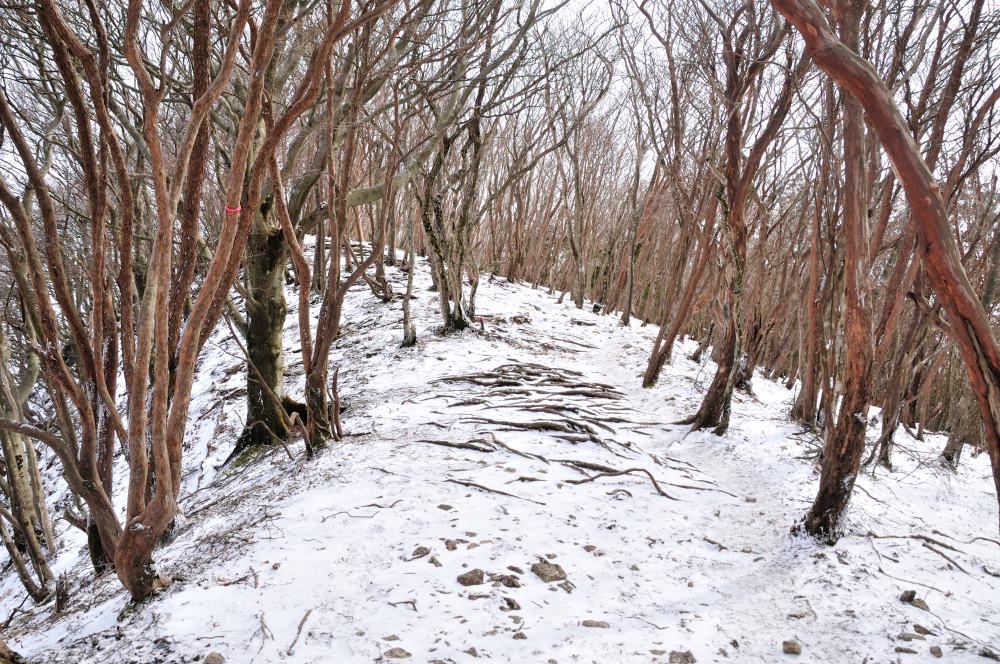 f:id:hikojima:20200208100143j:plain