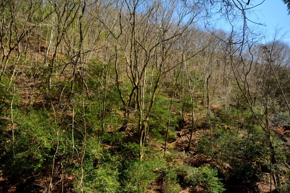 f:id:hikojima:20200312105429j:plain f:id:hikojima:20200312105429j:plain