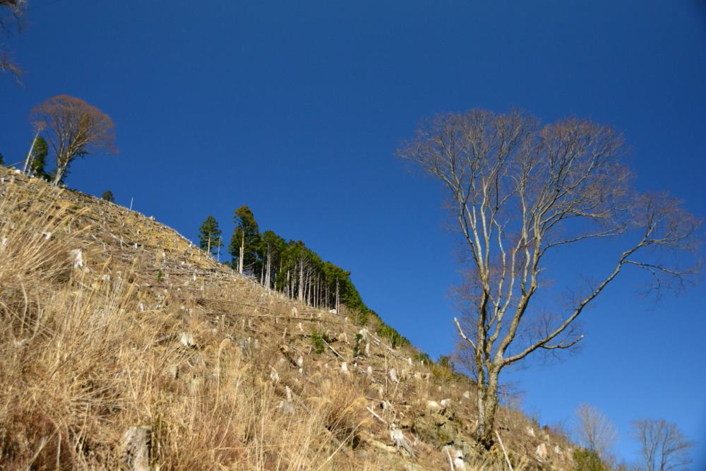 f:id:hikojima:20200312110347j:plain