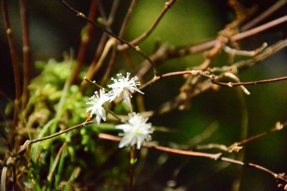 f:id:hikojima:20200312113055j:plain f:id:hikojima:20200312113055j:plain