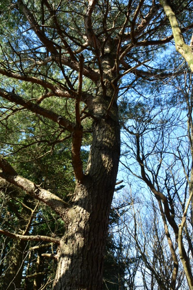 f:id:hikojima:20200312141812j:plain