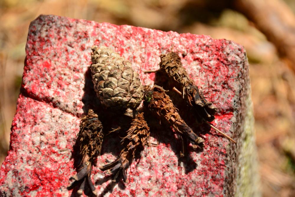 f:id:hikojima:20200312142148j:plain f:id:hikojima:20200312142148j:plain