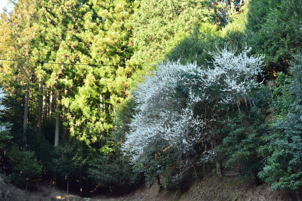 f:id:hikojima:20200312162654j:plain f:id:hikojima:20200312162654j:plain