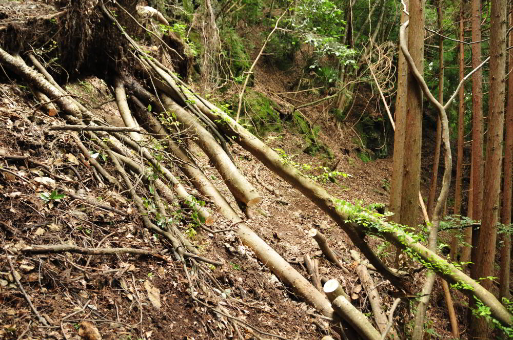 f:id:hikojima:20200720143755j:plain