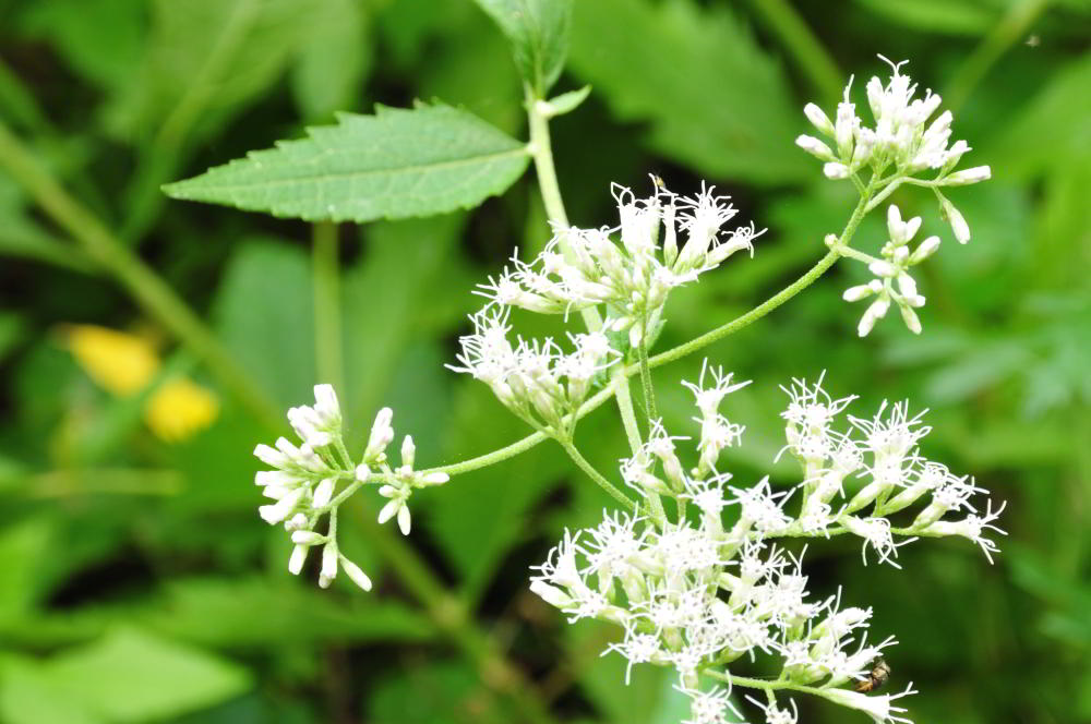 f:id:hikojima:20201006125257j:plain