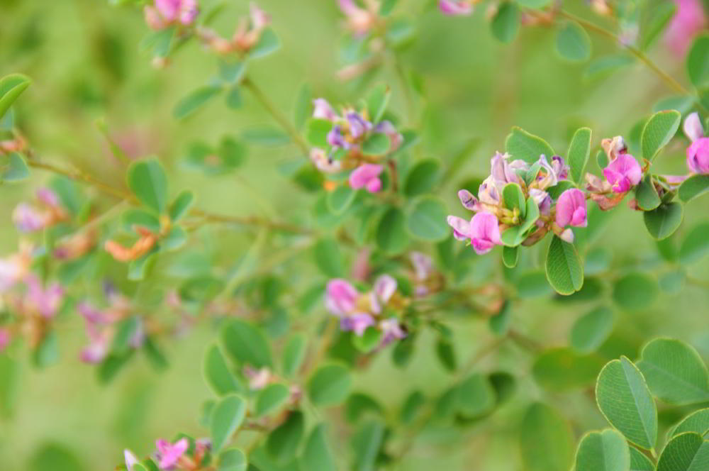 f:id:hikojima:20201006125306j:plain