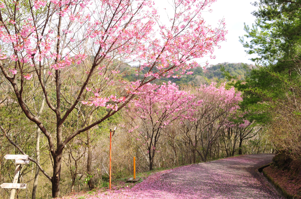 f:id:hikojima:20210325090342j:plain