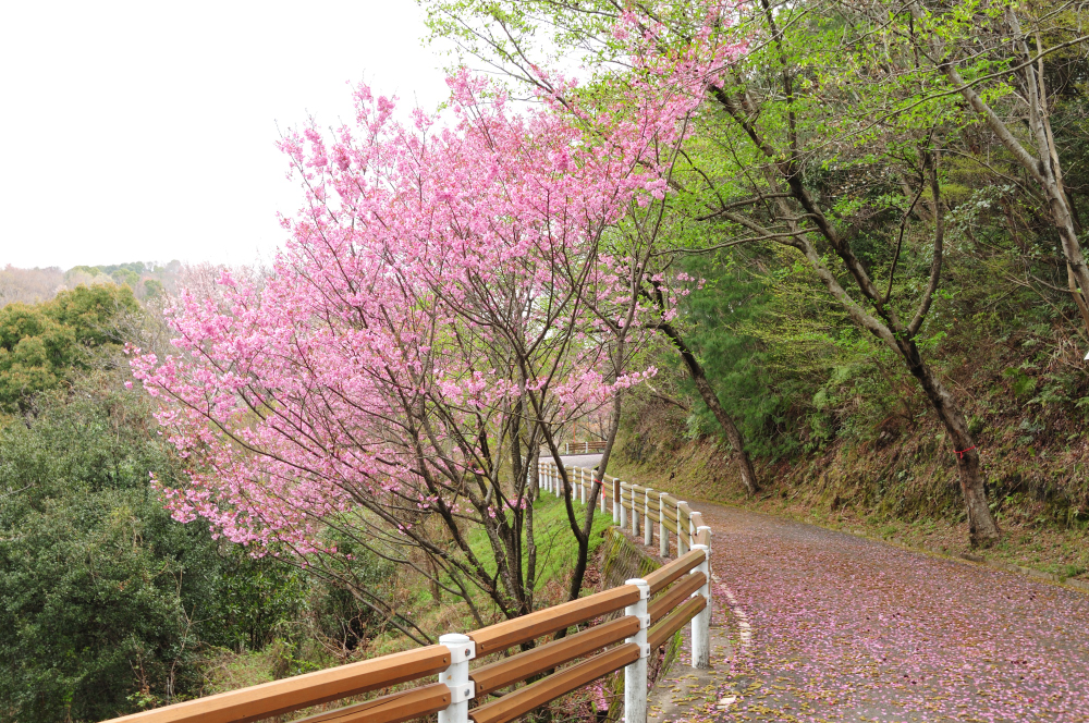 f:id:hikojima:20210325090348j:plain