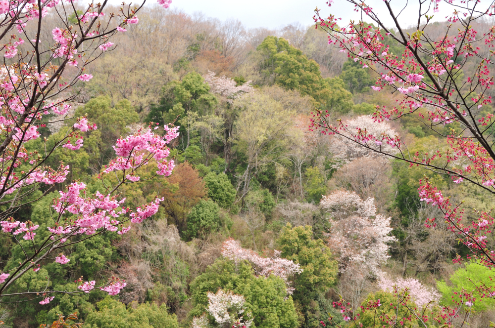 f:id:hikojima:20210325090353j:plain