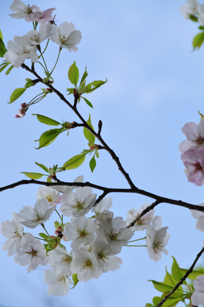 f:id:hikojima:20210325090357j:plain