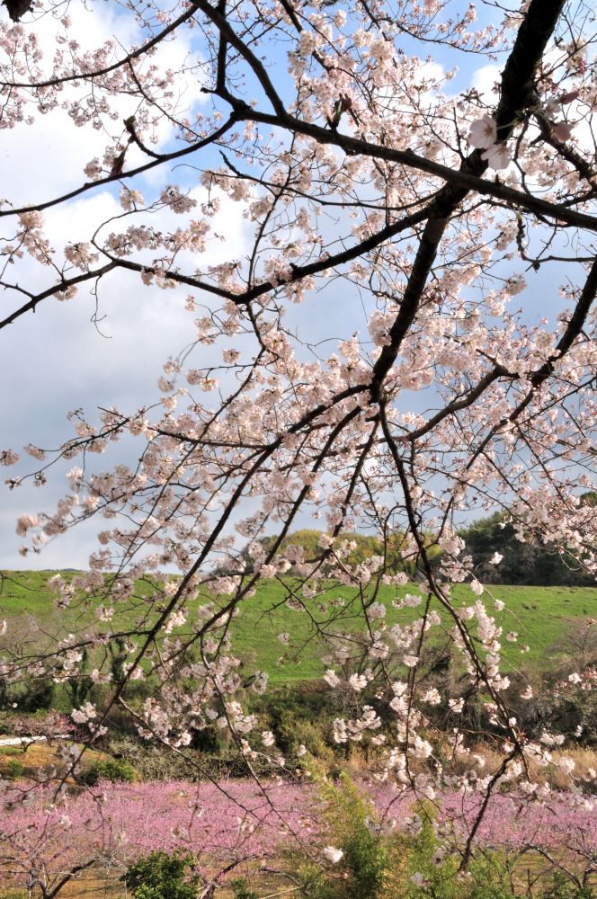 f:id:hikojima:20210325090443j:plain