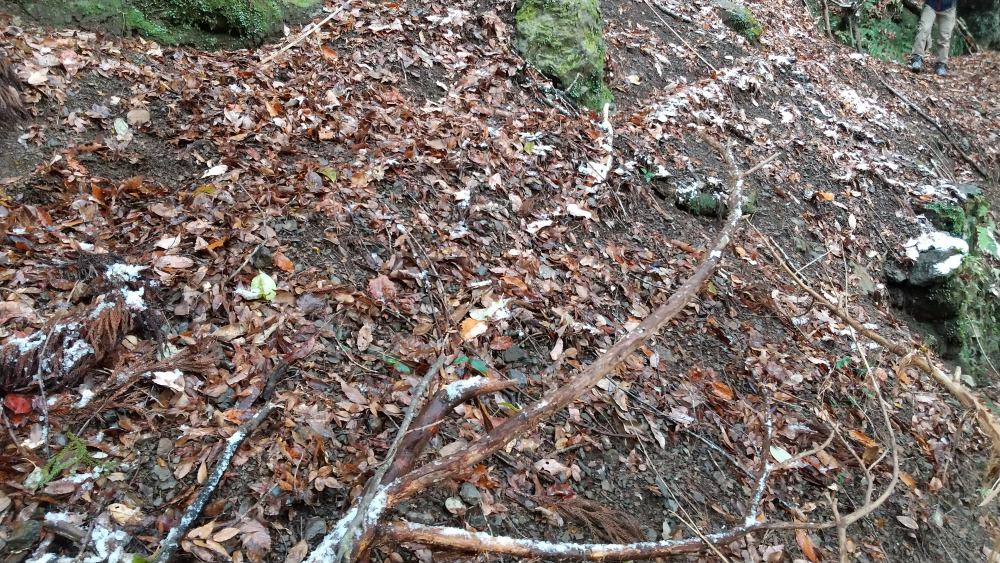 f:id:hikojima:20211220212946j:plain