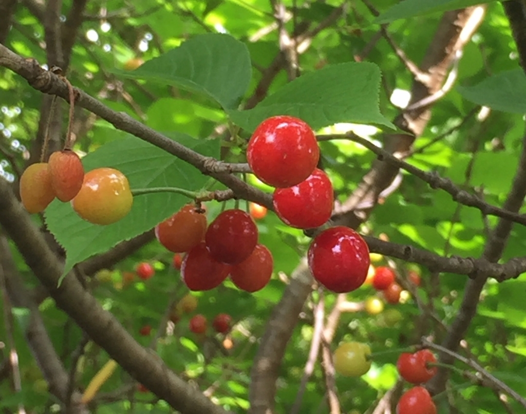 f:id:hikozou_003:20180707060605j:plain